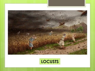 LOCUSTS
 
