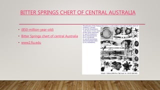 BITTER SPRINGS CHERT OF CENTRAL AUSTRALIA
• (850-million-year-old)
• Bitter Springs chert of central Australia
• www2.fiu.edu
 