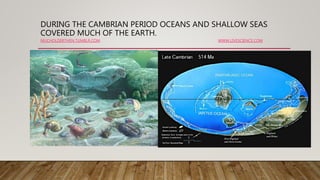 DURING THE CAMBRIAN PERIOD OCEANS AND SHALLOW SEAS
COVERED MUCH OF THE EARTH.
MUCHOLDERTHEN.TUMBLR.COM WWW.LIVESCIENCE.COM
 