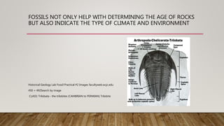FOSSILS NOT ONLY HELP WITH DETERMINING THE AGE OF ROCKS
BUT ALSO INDICATE THE TYPE OF CLIMATE AND ENVIRONMENT
Historical Geology Lab Fossil Practical #2 Images facultyweb.wcjc.edu
450 × 492Search by image
CLASS: Trilobata - the trilobites (CAMBRIAN to PERMIAN) Trilobite
 
