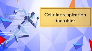 Cellular respiration
(aerobic)
 