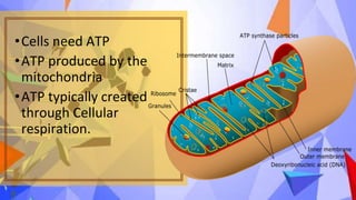 Module 7 lesson1 general biology i v.1.2 | PPTX