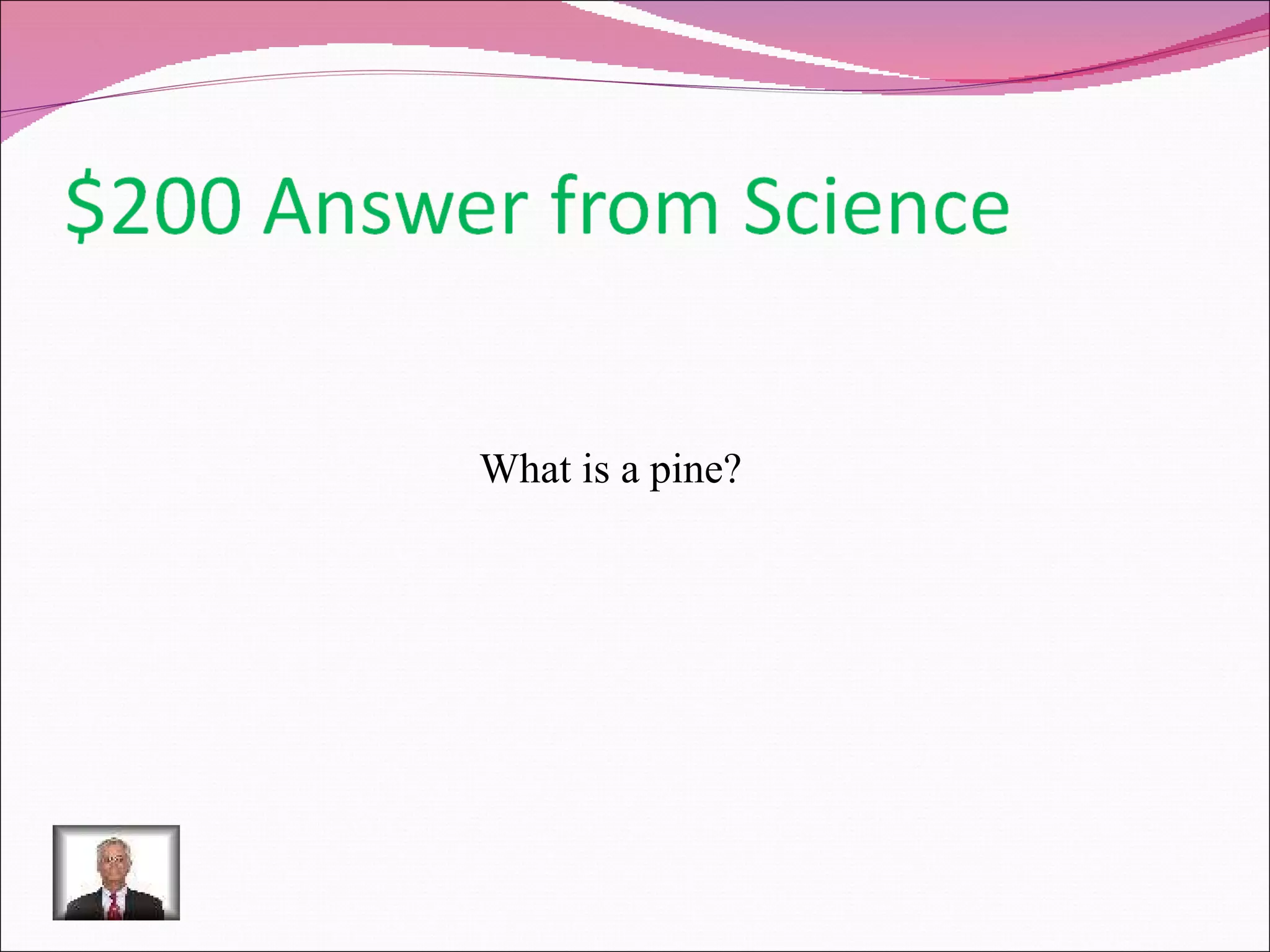 What is a pine? 