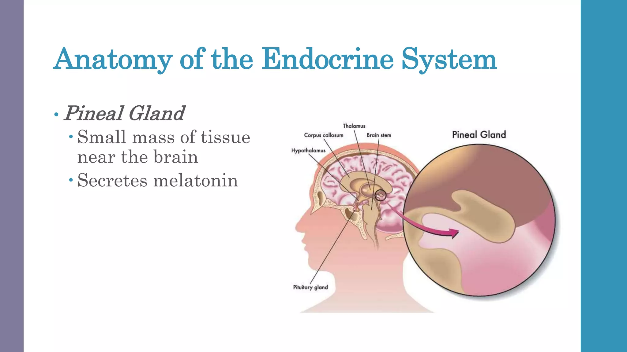Anatomy of the Endocrine System
• Pineal Gland
 Small mass of tissue
near the brain
 Secretes melatonin
 