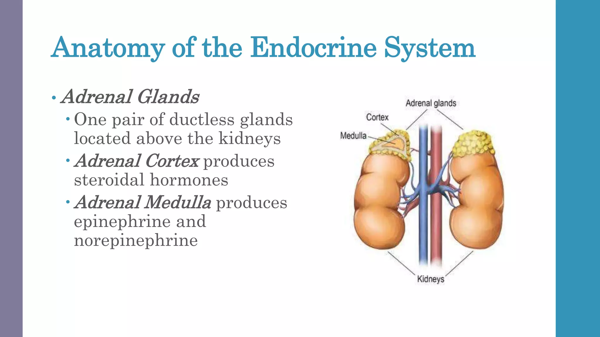Anatomy of the Endocrine System
• Adrenal Glands
 One pair of ductless glands
located above the kidneys
 Adrenal Cortex produces
steroidal hormones
 Adrenal Medulla produces
epinephrine and
norepinephrine
 