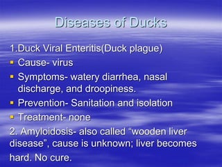 Duck Rot Rash Comprehensive Guide to Duck Production and Flock Health Management | PDF