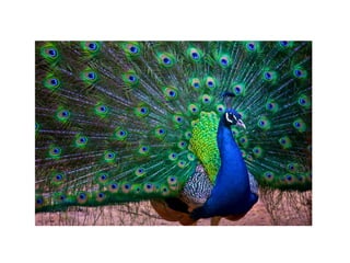 9300 Gambar Burung Merak Dari Pelepah Pisang Terbaik