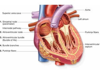 Conductive system of the heart
 