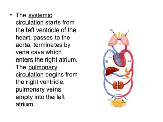 • The systemic
circulation starts from
the left ventricle of the
heart, passes to the
aorta, terminates by
vena cava which
enters the right atrium.
The pulmonary
circulation begins from
the right ventricle,
pulmonary veins
empty into the left
atrium.
 