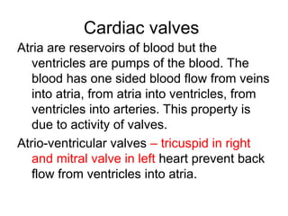 Cardiac valves
Atria are reservoirs of blood but the
ventricles are pumps of the blood. The
blood has one sided blood flow from veins
into atria, from atria into ventricles, from
ventricles into arteries. This property is
due to activity of valves.
Atrio-ventricular valves – tricuspid in right
and mitral valve in left heart prevent back
flow from ventricles into atria.
 