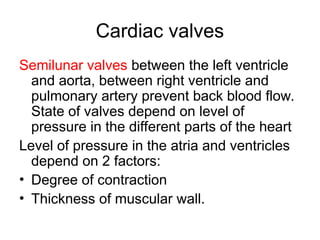 Cardiac valves
Semilunar valves between the left ventricle
and aorta, between right ventricle and
pulmonary artery prevent back blood flow.
State of valves depend on level of
pressure in the different parts of the heart
Level of pressure in the atria and ventricles
depend on 2 factors:
• Degree of contraction
• Thickness of muscular wall.
 