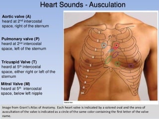 Cardiovascular systemModulecardiacvascularLec.1.ppt