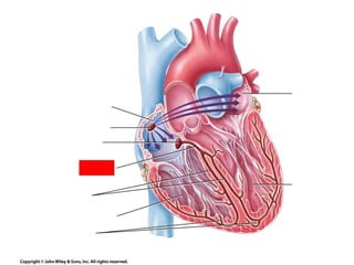 Cardiovascular systemModulecardiacvascularLec.1.ppt