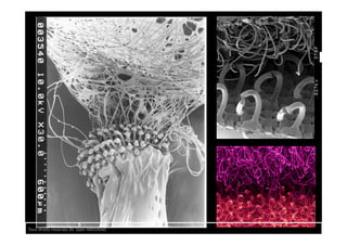 Tous droits réservés Dr. Sabri MOURAD
 