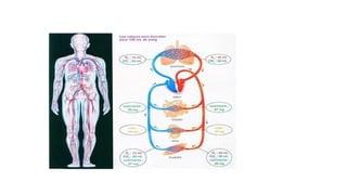 Comprehensive Overview of General Hematology: Blood Components ...