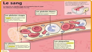 Comprehensive Overview of General Hematology: Blood Components ...