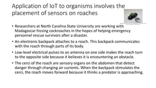 Application of IoT to organisms involves the
placement of sensors on roaches
• Researchers at North Carolina State University are working with
Madagascar hissing cockroaches in the hopes of helping emergency
personnel rescue survivors after a disaster.
• An electronic backpack attaches to a roach. This backpack communicates
with the roach through parts of its body.
• Low-level electrical pulses to an antenna on one side makes the roach turn
to the opposite side because it believes it is encountering an obstacle.
• The cerci of the roach are sensory organs on the abdomen that detect
danger through changing air currents. When the backpack stimulates the
cerci, the roach moves forward because it thinks a predator is approaching.
 