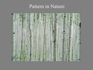 Pattern in Nature 