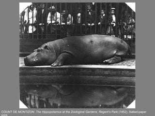 COUNT DE MONTIZON.  The Hippopotamus at the Zoological Gardens, Regent’s Park  (1852). Salted-paper print. 