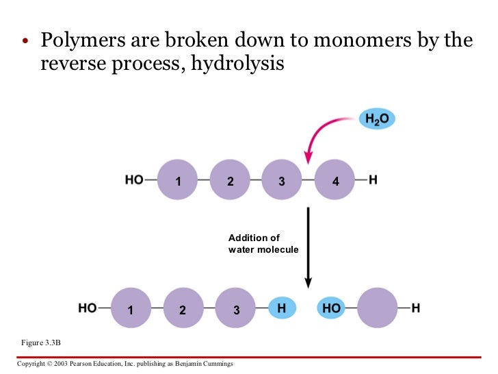 Carbohydrates, Proteins, Lipids and Nucleic Acids