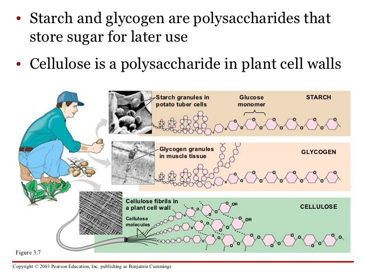 Carbohydrates, Proteins, Lipids and Nucleic Acids