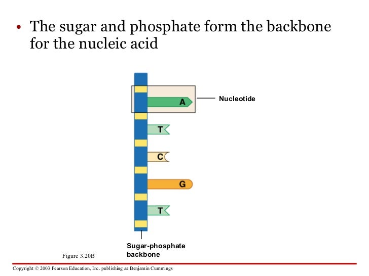 Carbohydrates, Proteins, Lipids and Nucleic Acids