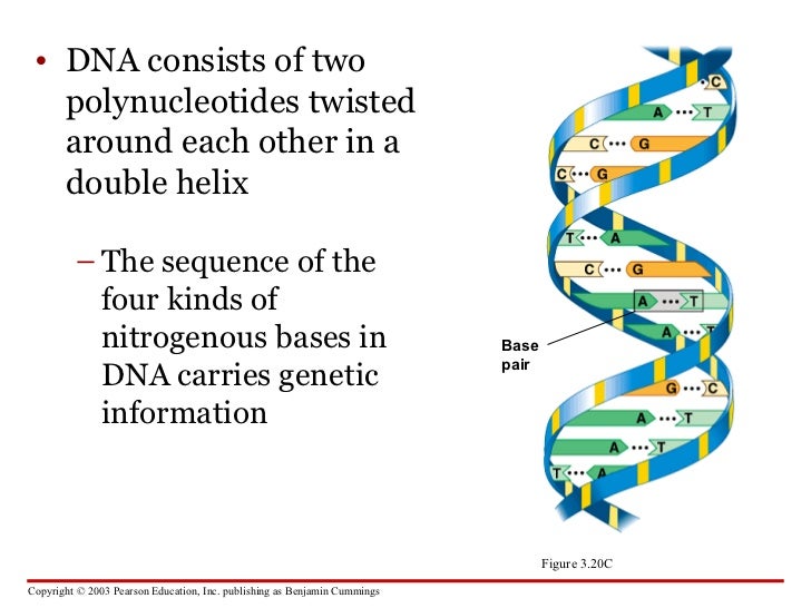 Carbohydrates, Proteins, Lipids and Nucleic Acids
