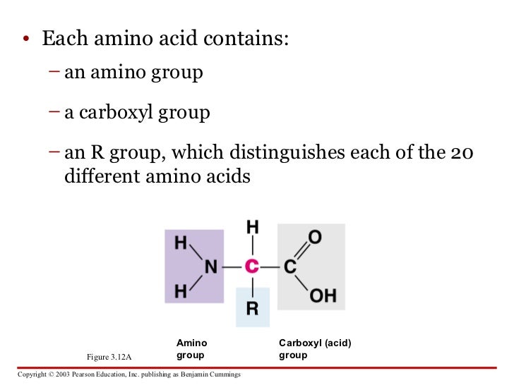 Carbohydrates, Proteins, Lipids and Nucleic Acids