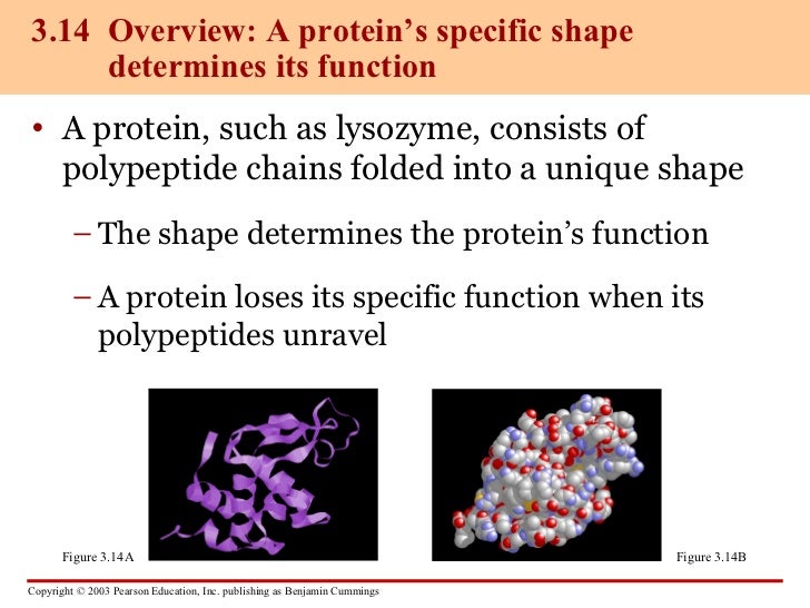 Structural Differences Between Carbohydrates Lipids Proteins And