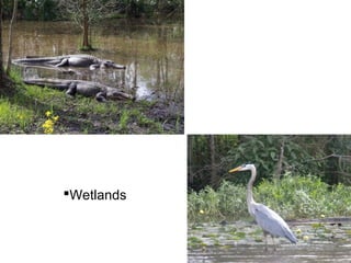Wetlands
 
