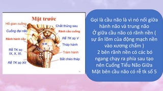 Gọi là cầu não là vì nó nối giữa
hành não và trung não
Ở giữa cầu não có rãnh nền (
sự ấn lõm của động mạch nền
vào xương chẩm )
2 bên rãnh nền có các bó
ngang chạy ra phía sau tạo
nên Cuống Tiểu Não Giữa
Mặt bên cầu não có rễ tk số 5
 