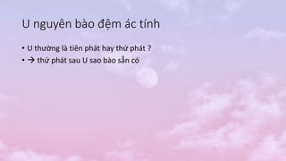 U nguyên bào đệm ác tính
• U thường là tiên phát hay thứ phát ?
•  thứ phát sau U sao bào sẵn có
 