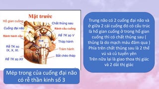 Trung não có 2 cuống đại não và
ở giữa 2 cái cuống đó có cấu trúc
là hố gian cuống ở trong hố gian
cuống thì có chất thủng sau (
thủng là do mạch máu đâm qua )
Phía trên chất thủng sau là 2 thể
vú và củ tuyến yên
Trên nữa lại là giao thoa thị giác
và 2 dải thị giác
Mép trong của cuống đại não
có rễ thần kinh số 3
 