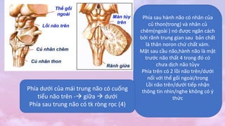 Phía sau hành não có nhân của
củ thon(trong) và nhân củ
chêm(ngoài ) nó được ngăn cách
bởi rãnh trung gian sau bản chất
là thân noron chứ chất xám.
Mặt sau cầu não,hành não là mặt
trước não thất 4 trong đó có
chưa dịch não tủyv
Phía trên có 2 lồi não trên/dưới
nối với thể gối ngoài/trong
Lồi não trên/dưới tiếp nhận
thông tin nhìn/nghe không có ý
thức
Phía dưới của mái trung não có cuống
tiểu não trên - giữa  dưới
Phía sau trung não có tk ròng rọc (4)
 