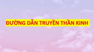 ĐƯỜNG DẪN TRUYỀN THẦN KINH
 