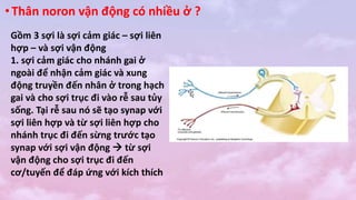 •Thân noron vận động có nhiều ở ?
Gồm 3 sợi là sợi cảm giác – sợi liên
hợp – và sợi vận động
1. sợi cảm giác cho nhánh gai ở
ngoài để nhận cảm giác và xung
động truyền đến nhân ở trong hạch
gai và cho sợi trục đi vào rễ sau tủy
sống. Tại rễ sau nó sẽ tạo synap với
sợi liên hợp và từ sợi liên hợp cho
nhánh trục đi đến sừng trước tạo
synap với sợi vận động  từ sợi
vận động cho sợi trục đi đến
cơ/tuyến để đáp ứng với kích thích
 