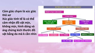 Cảm giác chạm là xúc giác
thô xơ
Xúc giác tinh tế là có thể
cảm nhận đồ vật mịn,
không mịn, hình dáng và
áng chừng kích thước đồ
vật bằng da mà k cần nhìn
 