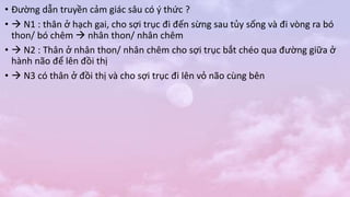 • Đường dẫn truyền cảm giác sâu có ý thức ?
•  N1 : thân ở hạch gai, cho sợi trục đi đến sừng sau tủy sống và đi vòng ra bó
thon/ bó chêm  nhân thon/ nhân chêm
•  N2 : Thân ở nhân thon/ nhân chêm cho sợi trục bắt chéo qua đường giữa ở
hành não để lên đồi thị
•  N3 có thân ở đồi thị và cho sợi trục đi lên vỏ não cùng bên
 