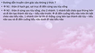 • Đường dẫn truyền cảm giác sâu không ý thức ?
•  N1 : thân ở hạch gai, sợi trục đi đến sừng sau tủy sống
•  N2 : thân ở sừng sau tủy sống, cho 2 nhánh. 1 nhánh bắt chéo qua thừng bên
và đi lên tạo thành dải tủy – tiểu não trước  đi đến cuống tiểu não trên thì bắt
chéo vào tiểu não. 1 nhánh còn lại thì đi thẳng cùng bên tạo thành dải tủy – tiểu
não sau và đi đến cuống tiểu não dưới đi vào tiểu não
 
