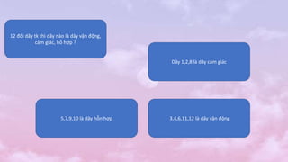 12 đôi dây tk thì dây nào là dây vận động,
cảm giác, hỗ hợp ?
5,7,9,10 là dây hỗn hợp
Dây 1,2,8 là dây cảm giác
3,4,6,11,12 là dây vận động
 