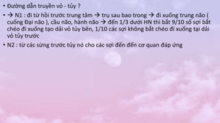 • Đường dẫn truyền vỏ - tủy ?
•  N1 : đi từ hồi trước trung tâm  trụ sau bao trong  đi xuống trung não (
cuống Đại não ), cầu não, hành não  đến 1/3 dưới HN thì bắt 9/10 số sợi bắt
chéo đi xuống tạo dải vỏ tủy bên, 1/10 các sợi không bắt chéo đi xuống tại dải
vỏ tủy trước
• N2 : từ các sừng trước tủy nó cho các sợi đến đến cơ quan đáp ứng
 