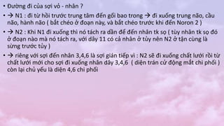 • Đường đi của sợi vỏ - nhân ?
•  N1 : đi từ hồi trước trung tâm đến gối bao trong  đi xuống trung não, cầu
não, hành não ( bắt chéo ở đoạn này, và bắt chéo trước khi đến Noron 2 )
•  N2 : Khi N1 đi xuống thì nó tách ra dần để đến nhân tk sọ ( tùy nhân tk sọ đó
ở đoạn nào mà nó tách ra, với dây 11 có cả nhân ở tủy nên N2 ở tận cùng là
sừng trước tủy )
•  riêng với sợi đến nhân 3,4,6 là sợi gián tiếp vì : N2 sẽ đi xuống chất lưới rồi từ
chất lưới mới cho sợi đi xuống nhân dây 3,4,6 ( diện trán cử động mắt chi phối )
còn lại chủ yếu là diện 4,6 chi phối
 