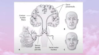 Module Thần Kinh.pptx