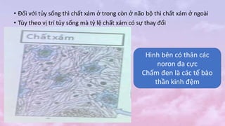 • Đối với tủy sống thì chất xám ở trong còn ở não bộ thì chất xám ở ngoài
• Tùy theo vị trí tủy sống mà tỷ lệ chất xám có sự thay đổi
Hình bên có thân các
noron đa cực
Chấm đen là các tế bào
thần kinh đệm
 