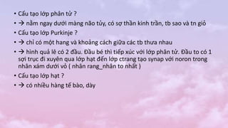 • Cấu tạo lớp phân tử ?
•  nằm ngay dưới màng não tủy, có sợ thần kinh trần, tb sao và tn giỏ
• Cấu tạo lớp Purkinje ?
•  chỉ có một hang và khoảng cách giữa các tb thưa nhau
•  hình quả lê có 2 đầu. Đầu bé thì tiếp xúc với lớp phân tử. Đầu to có 1
sợi trục đi xuyên qua lớp hạt đến lớp ctrang tạo synap với noron trong
nhân xám dưới vỏ ( nhân rang_nhân to nhất )
• Cấu tạo lớp hạt ?
•  có nhiều hàng tế bào, dày
 