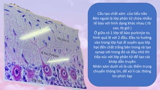 Cấu tạo chất xám của tiểu não
Bên ngoài là lớp phân tử chứa nhiều
tế bào với hình dạng khác nhau ( tb
sao, tb giỏ )
Ở giữa có 1 lớp tế bào purkinjie to,
hình quả lê với 2 đầu. Đầu to hướng
vào trong lớp hạt đi xuyên qua lớp
hạt đến chất trắng bên trong và tạo
synap với trong đó và đầu nhỏ thì
tiếp xúc với lớp phân tử để tạo các
khớp dẫn truyền
Nhân xám dưới vỏ là các điểm trung
chuyển thông tin, để xử lí các thông
tin phức tạp
 