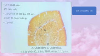 Chất xám của tiểu não
 