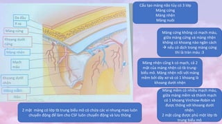 Cấu tạo màng não tủy có 3 lớp
Màng cứng
Màng nhện
Màng nuôi
Màng cứng không có mạch máu,
giữa màng cứng và màng nhện
không có khoang nào ngăn cách
 nếu có dịch trong màng cứng
thì là tràn máu :3
Màng nhện cũng k có mạch, cả 2
mặt của màng nhện có tb trung-
biểu mô. Màng nhện nối với màng
mềm bởi dây xơ và có 1 khoang là
khoang dưới nhện
Màng mềm có nhiều mạch máu,
giữa màng mềm và thành mạch
có 1 khoang Virchow-Robin và
được thông với khoang dưới
nhện.
2 mặt cũng được phủ một lớp tb
trung biểu mô
2 mặt màng có lớp tb trung biểu mô có chứa các vi nhung mao luôn
chuyển động để làm cho CSF luôn chuyển động và lưu thông
 