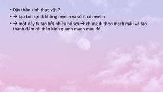 • Dây thần kinh thực vật ?
•  tạo bởi sợi tk không myelin và số ít có myelin
•  một dây tk tạo bởi nhiều bó sợi  chúng đi theo mạch máu và tạo
thành đám rối thần kinh quanh mạch máu đó
 
