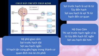 Sợi trước hạch là sợi tk từ
Tủy đến hạch
Sợi sau hạch là sợi Tk từ
hạch đến cơ quan
Hệ Giao Cảm
Thì sợi trước hạch ngắn vì kc
từ tủy đến hạch GC ngắn
Sợi sau hạch dài hơn
Hệ phó giao cảm
Sợi trước hạch dài
Sợi sau hạch ngắn
Vì hạch tận cùng gần/ngay trong thành cơ
quan đích mà nó chi phối
 